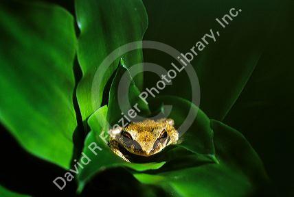 Coqui frog in Puerto Rico.