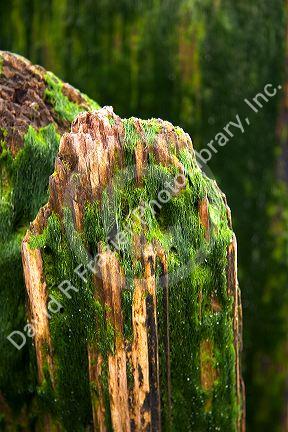 Moss growing on wooden piling along the sea at Santa Cruz, California.