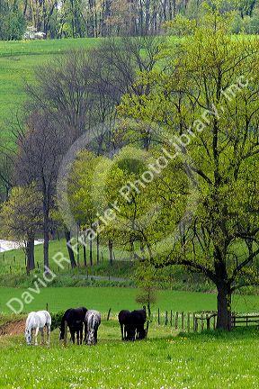 Horse graze on a farm near Berlin, Ohio.