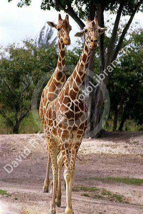 Giraffe.