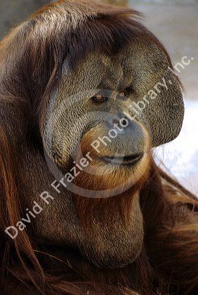 Sumatran Orangutan.