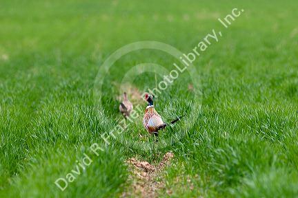 A pheasant in a green field of unripe wheat, Idaho.