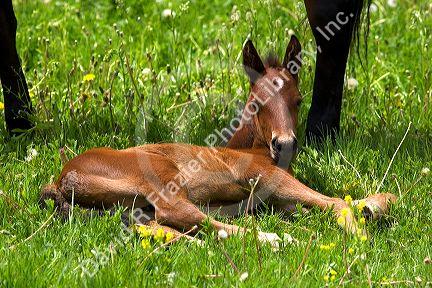 Foal in a field near Berlin, Ohio.