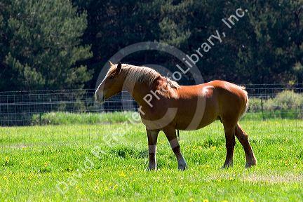Horse grazes in a field at Michigan State University agriculture school.
