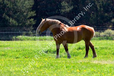Horse grazes in a field at Michigan State University agriculture school.