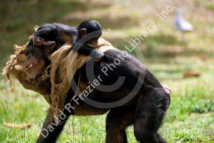 A chimpanzee with a baby on it's back.