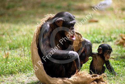 A chimpanzee with a baby on it's back.
