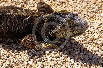 Cayman land Iguana.