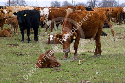 Cattle and their spring calves in a field, Idaho.