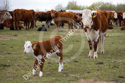 Cattle and their spring calves in a field, Idaho.