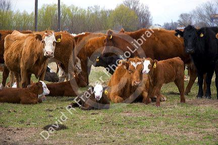 Cattle and their spring calves in a field, Idaho.