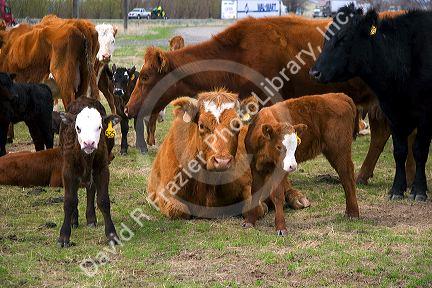 Cattle and their spring calves in a field, Idaho.