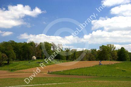 Dairy cows on a farm near Berlin, Ohio.