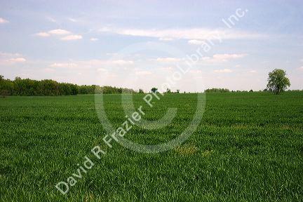 Green unripe wheat field in northwestern Ohio.