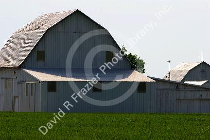 White barn and green wheat field southeast of Defiance, Ohio.