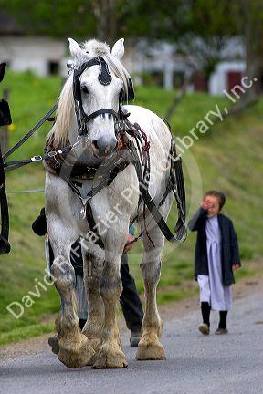 Work horse and amish girl near Berlin, Ohio.