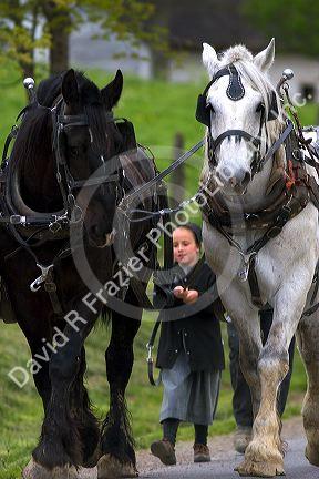 Work horse and amish girl near Berlin, Ohio.