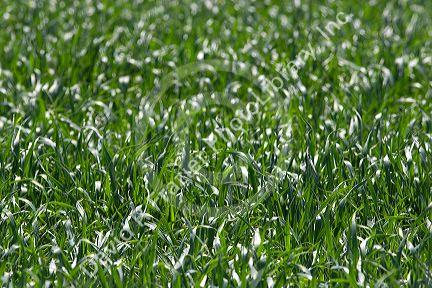 Young green wheat field in Canyon County, Idaho.