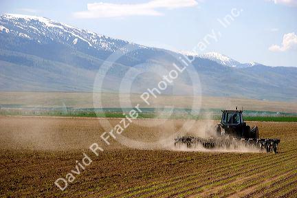 Cultivating sugar beets near Burley, Idaho.