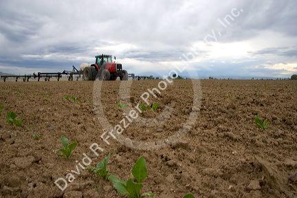 Sugarbeets in early spring.  