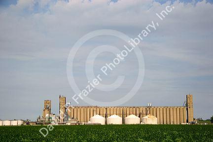 Soy bean field and grain elevators along the Mississippi River in Helena, Arkansas.