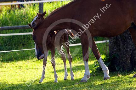 Mare and foal near Zurich, Switzerland.