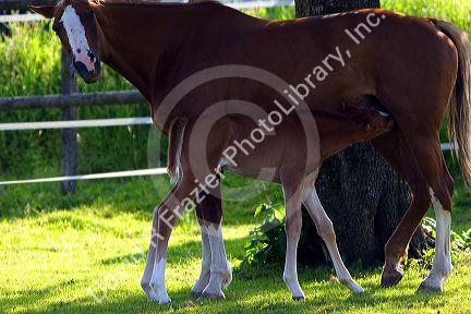 Mare and foal near Zurich, Switzerland.