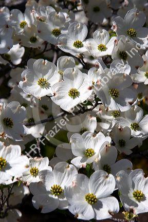 White blossoms of the dogwood tree.