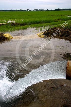 Water flowing from an irrigation pipe into a rice field in the delta region of east central Arkansas.