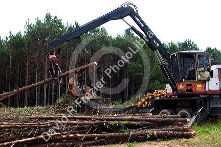 A logging operation on a pine plantation near Griffithville, in east central Arkansas.