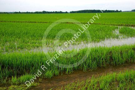 Irrigated rice field in the delta region of east central Arkansas.