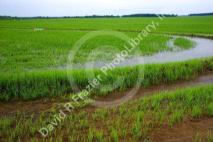 Irrigated rice field in the delta region of east central Arkansas.