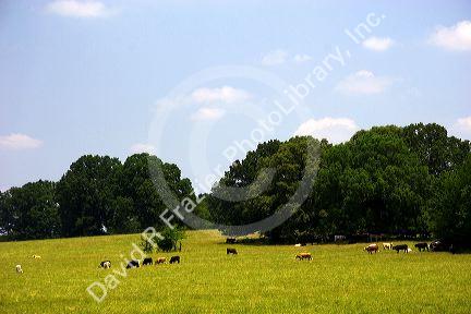 Cattle grazing in a pasture along US 72 in Northern Mississippi.