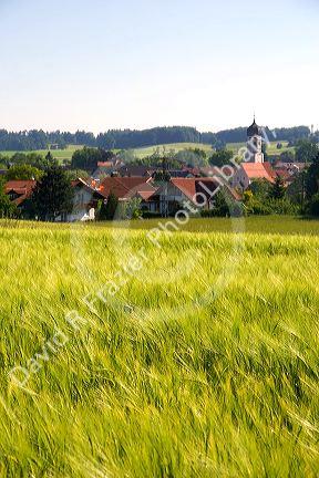 Barley grain field near Amersee, Germany.