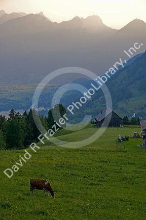 Cattle graze on a hillside at Amden, Switzerland.