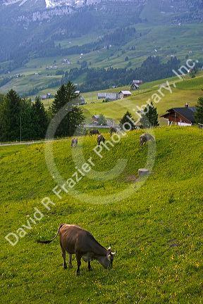 Cattle graze on a hillside at Amden, Switzerland.