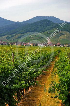 Vineyards near Ribeauville, France.