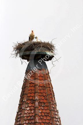 Stork nesting atop a steeple at Ribeauville, France.
