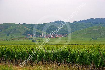 Vineyards near Ribeauville, France.