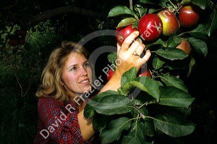 A woman picks ripe red apples hanging from the tree.