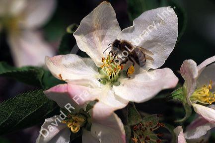 Honey bee on apple blossoms.