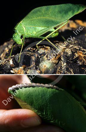 Katydid and orange tree leaf (bottom) with katydid eggs attached to underside.