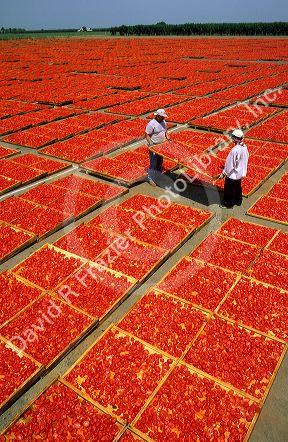 Tomatoes being sun dried in Central Valley, California.