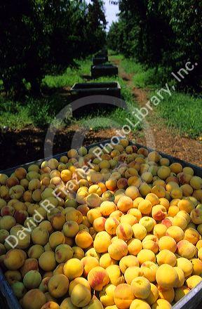 Peaches harvest in California.