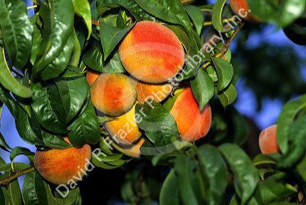 Peaches grow on the tree in California.