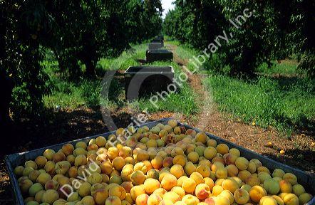 Peaches harvest in California.