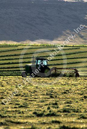 A tractor raking harvested hay in Grandview, Idaho.