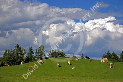 Cows graze on a grassy knoll in rural Nova Scotia, Canada.