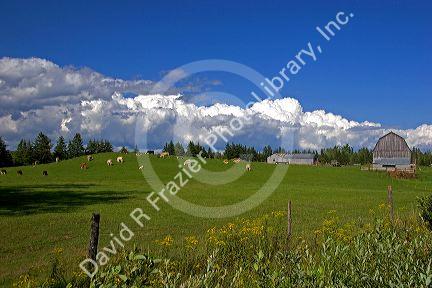 Cows graze on a grassy knoll in rural Nova Scotia, Canada.