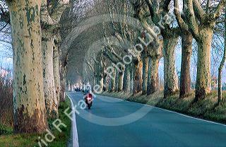 Scooter rider along a Tree lined highway outside Pisa, Italy.